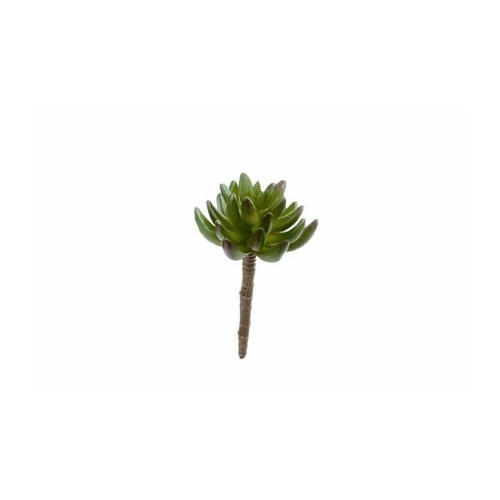 Суккулент Синокрассула, 5х8 см, зеленая 20.091819N Treez