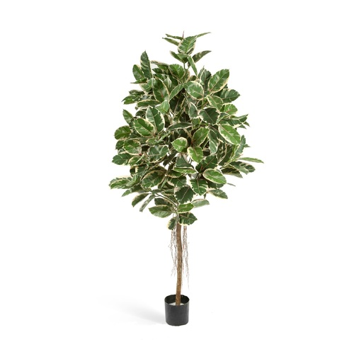 Фикус Эластика пестрый, 150 см 10.33405NW Treez