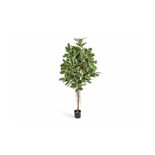 Фикус Эластика пестрый, 210 см 10.33407NW Treez