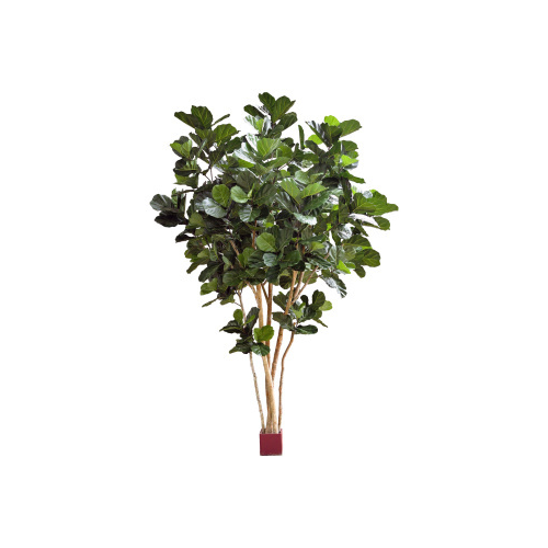 Гигантский фикус Лирата Нитида, 420 см 10.56914N Treez